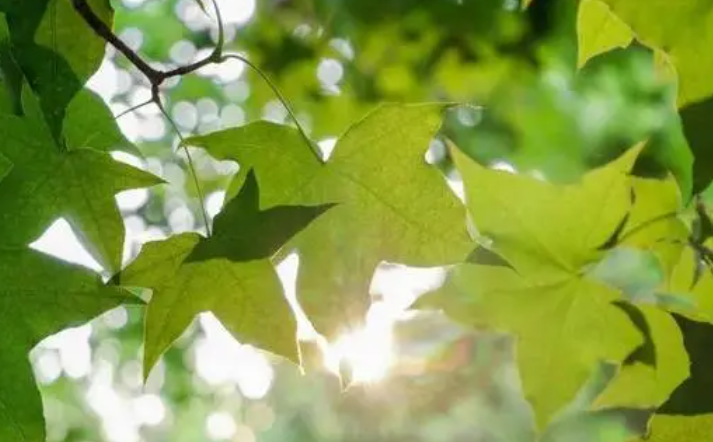 《夏末的少年绿意》优秀作文精选分享800字