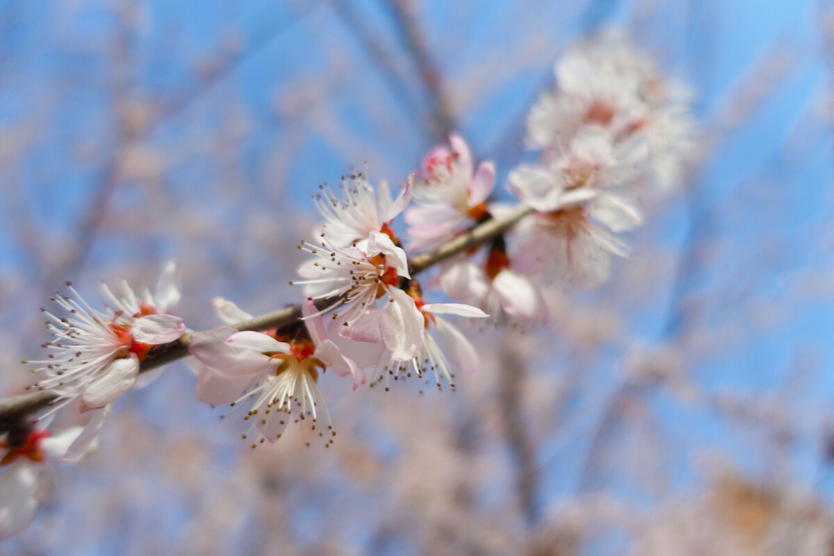 《花总会开》高中800字满分作文精选