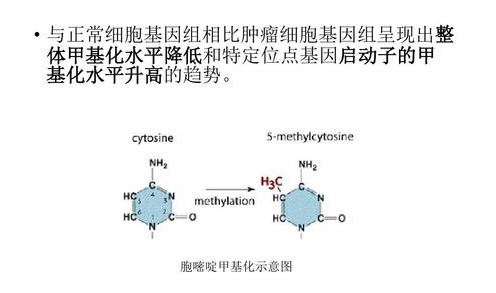 网络用语啃甲DNA是什么梗