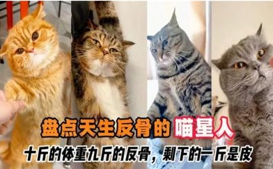 网络用语十斤的小猫 九斤的反骨是什么梗