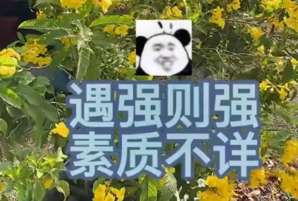 网络用语素质不详遇强则强是什么梗