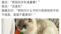 网络用语杀我别用小猫刀是什么梗