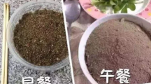 网络用语吃圭人是什么梗