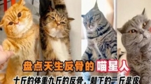 网络用语十斤的小猫 九斤的反骨是什么梗