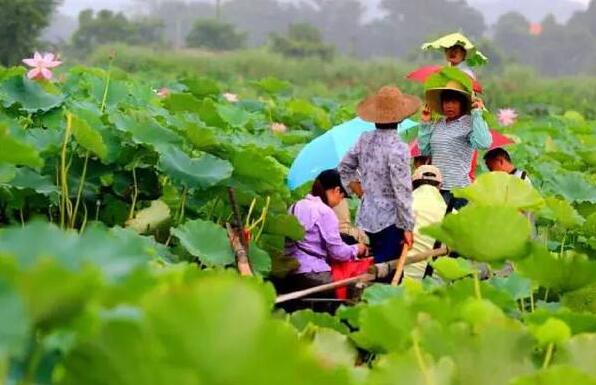 游荷花池.jpg