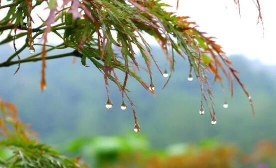 我爱秋雨.jpg