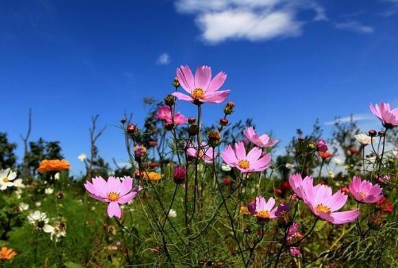 记忆里的芬芳.jpg