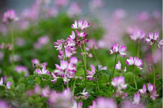 记忆里的芬芳.jpg