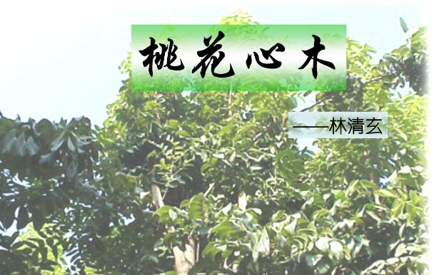 《桃花心木》