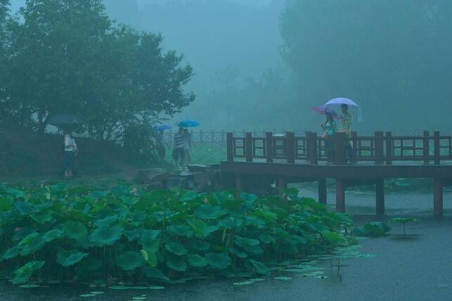 雨中即景.jpg