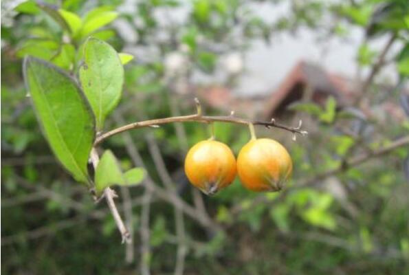 雨落山果，灯下草虫.jpg