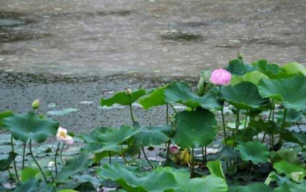 夏天的雨.jpg