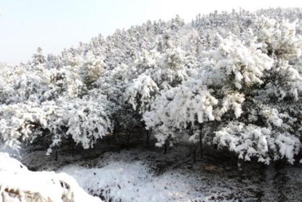 下雪的日子想起你.jpg