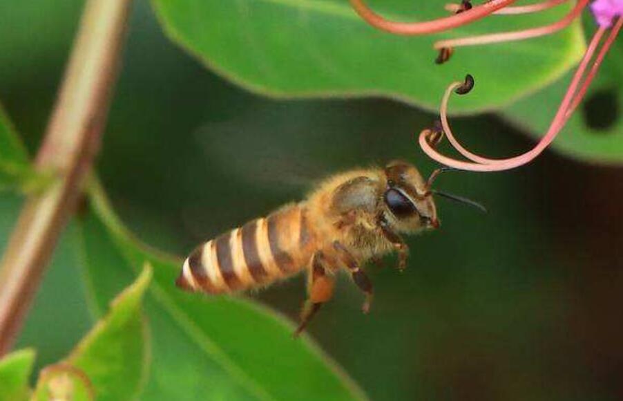 蜜蜂翅膀有几对图片