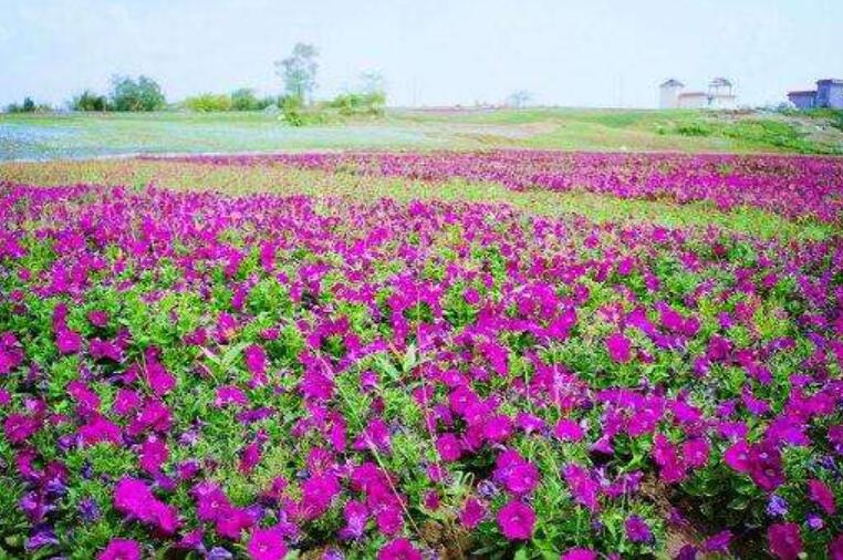 游南山花海.jpg