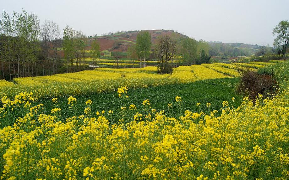 油菜花田.jpg