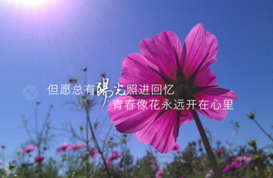 开在心里的花.jpg