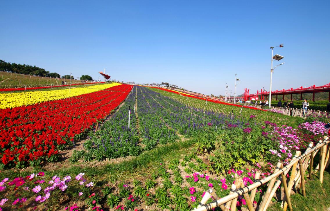 花田即景.jpg