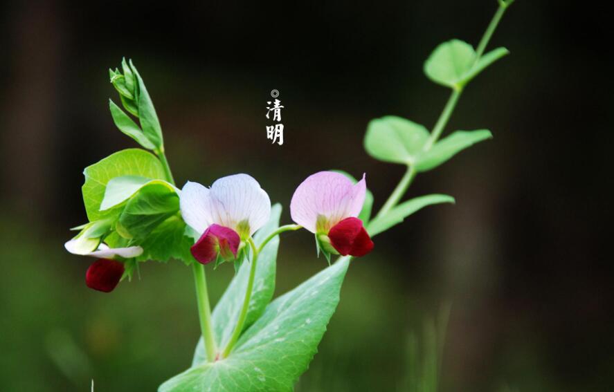 清明节优美.jpg