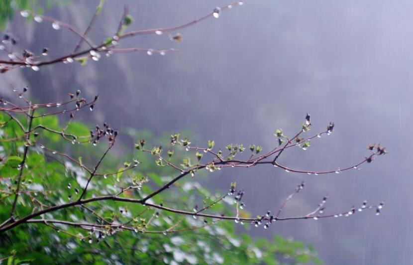 五月的雨.jpg