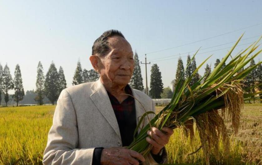 缅怀袁隆平爷爷.jpg