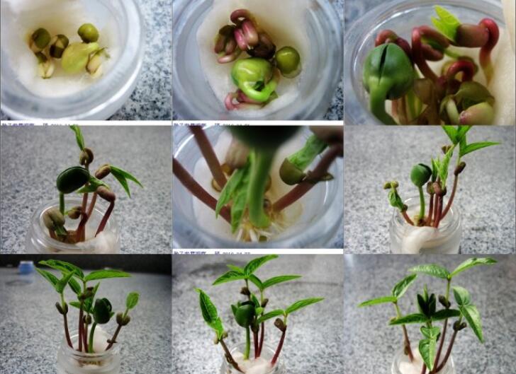 绿豆种子萌发过程图片图片